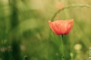 fleur-couleurs-copyright