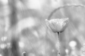 fleurnetb-copyright